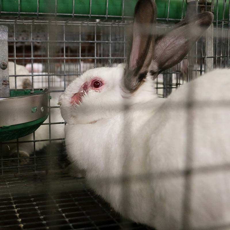 Rabbit Farming Cruelty Exposed in Italy