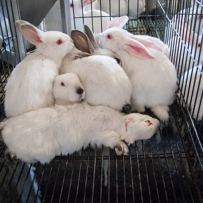 Rabbit,Mammal,Pink,Rabbits and Hares,Beak,Domestic rabbit,Snout