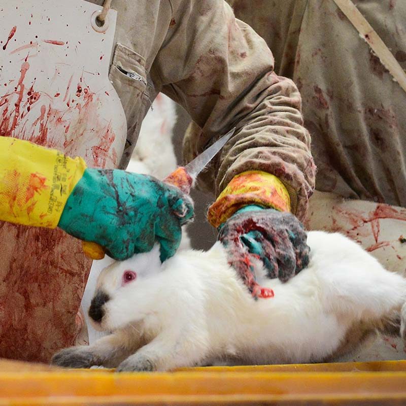 Rabbits Suffer in Italian Slaughterhouses