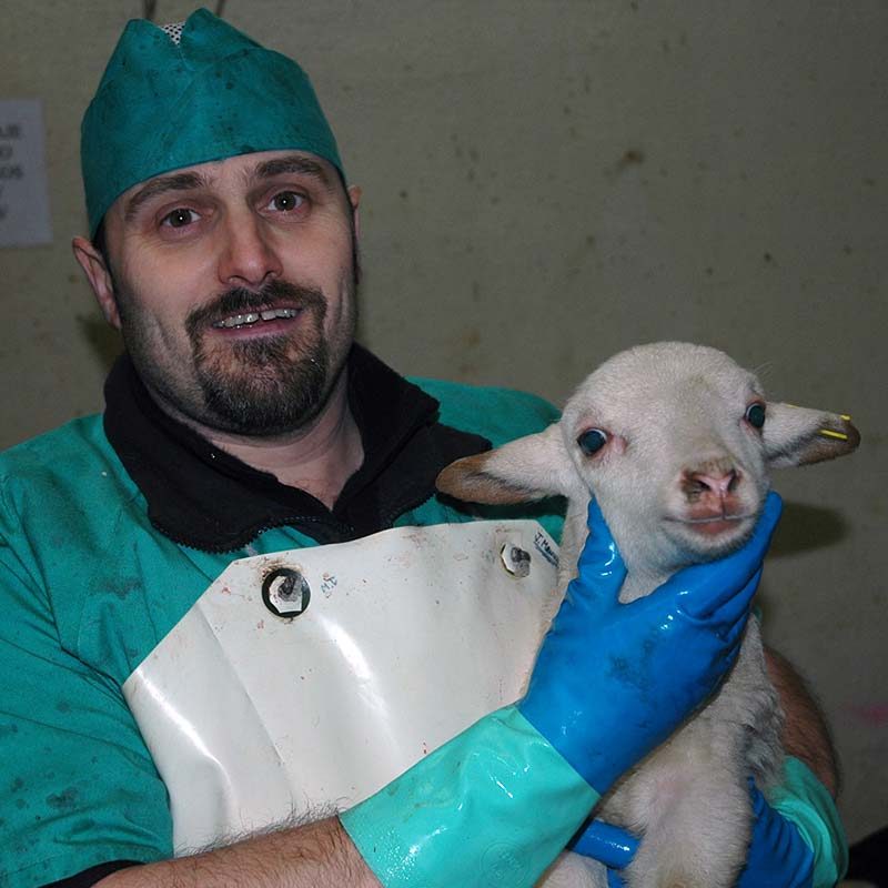 5 Spanish Slaughterhouses