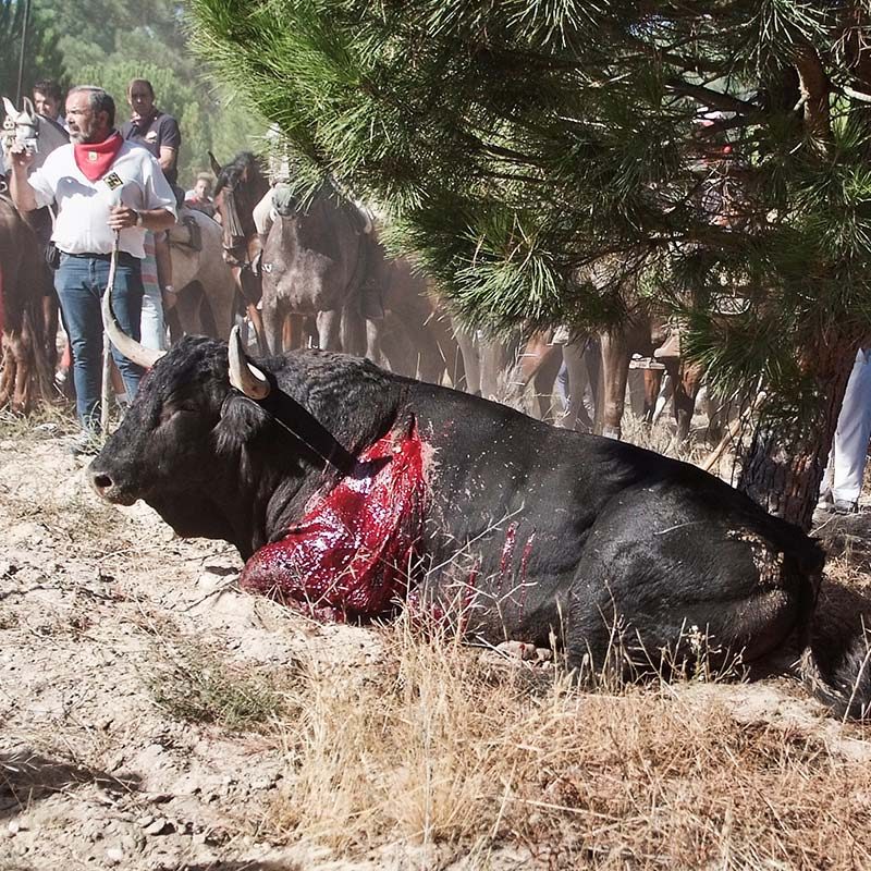 Afligido – Toro de La Vega