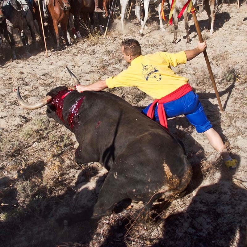 Platanito – Toro de La Vega