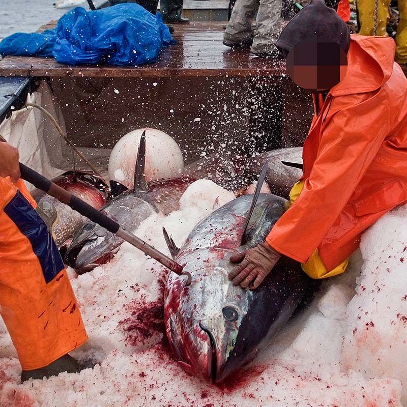 The Killing of Tuna in Carloforte