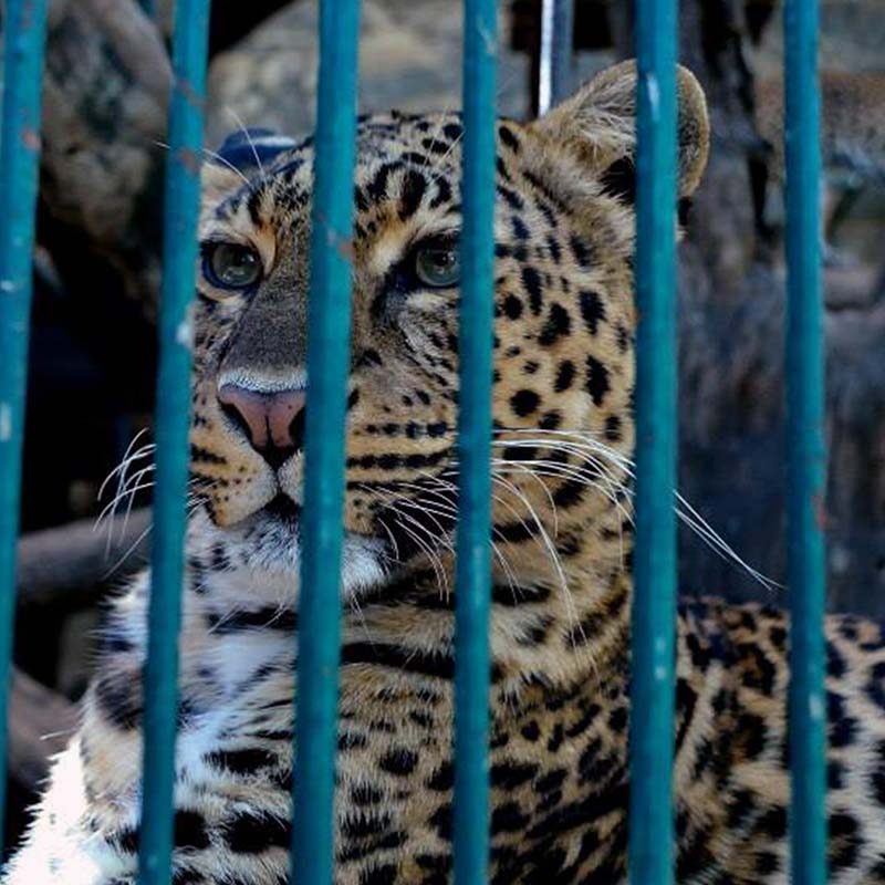 Club de los Animalitos Zoo