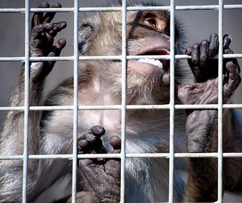 Primate,Fence,Macaque,Mesh,Service,Wire fencing,Snout