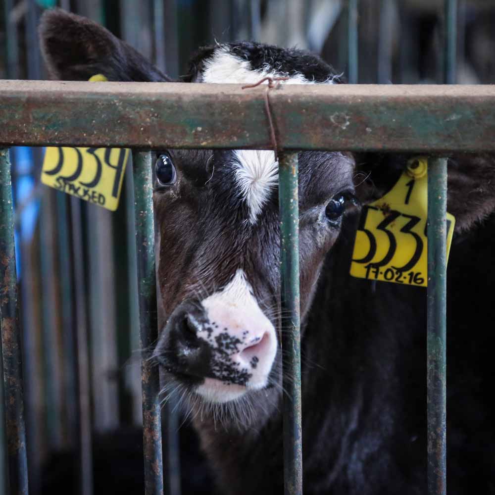 Calf alone in a crate