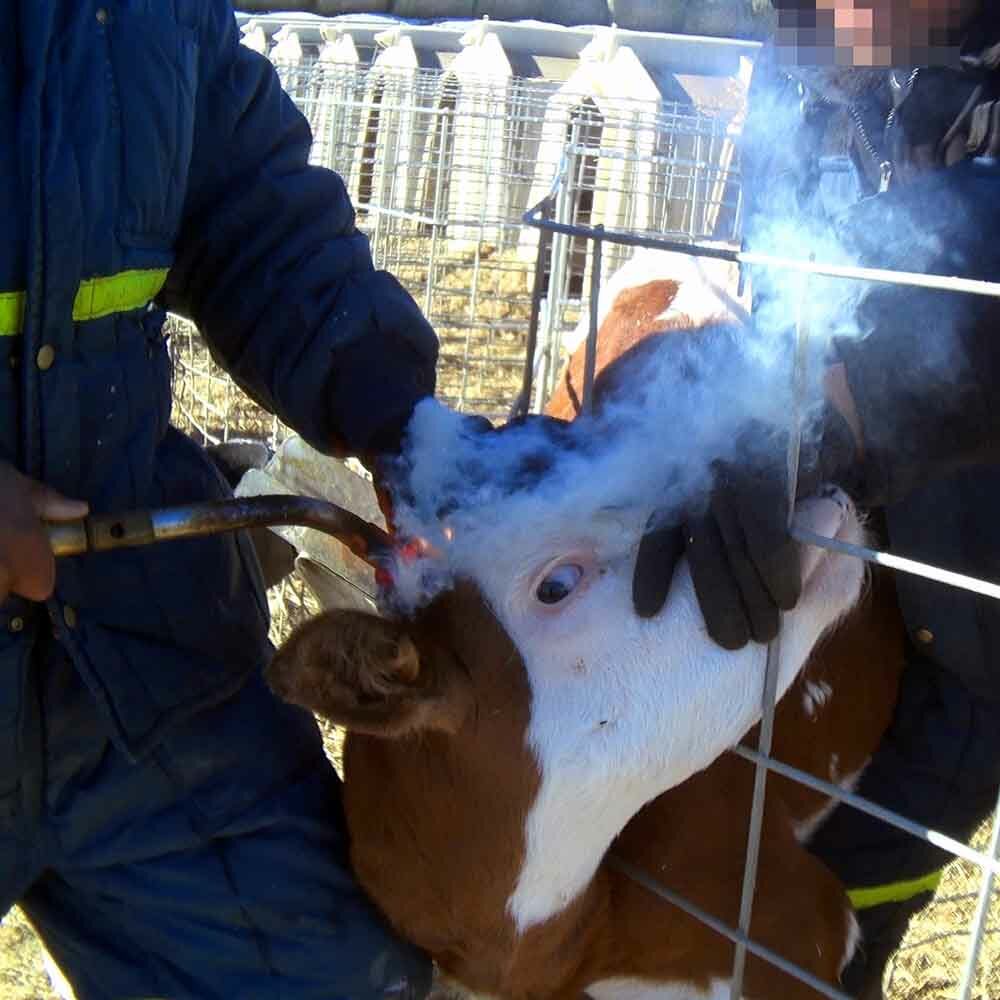 Farm workers burning the growing horns of a calf