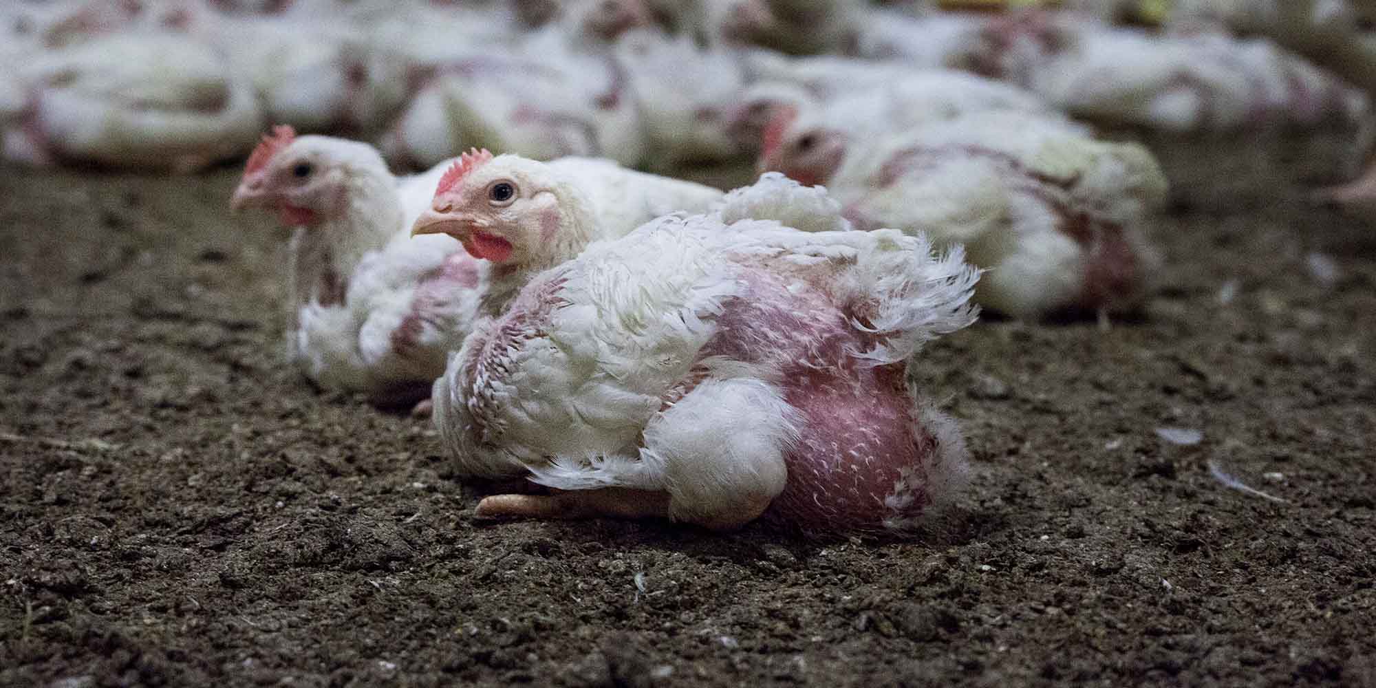 What goes on inside chicken farms in NZ?