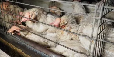 Gallinas confinadas en una jaula en batería