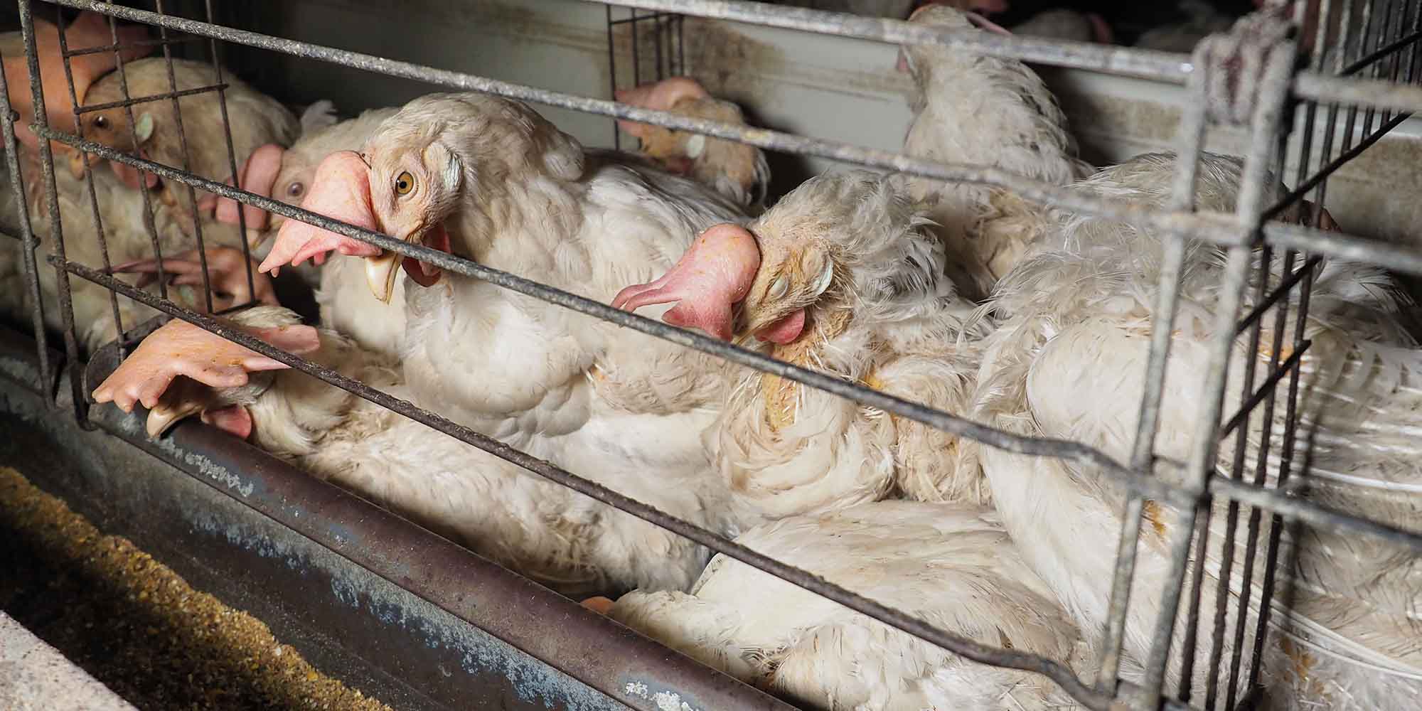 Hens confined in a battery cage