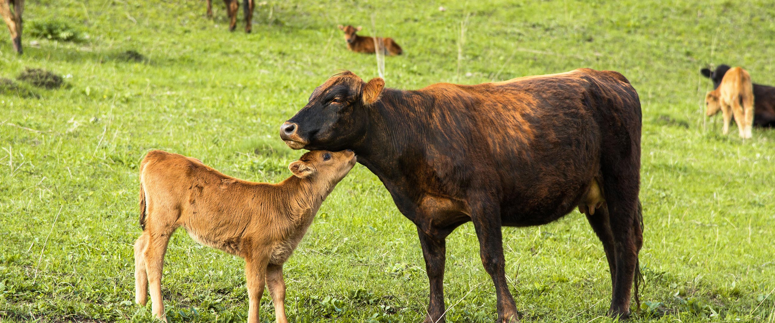 Plant,Mammal,Natural landscape,Grazing,Grass,Grassland