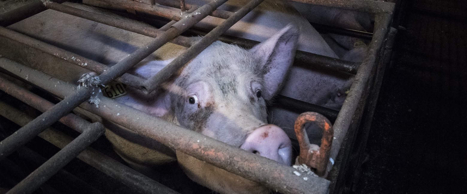 Head,Grey,Domestic pig,Snout,farmed animal