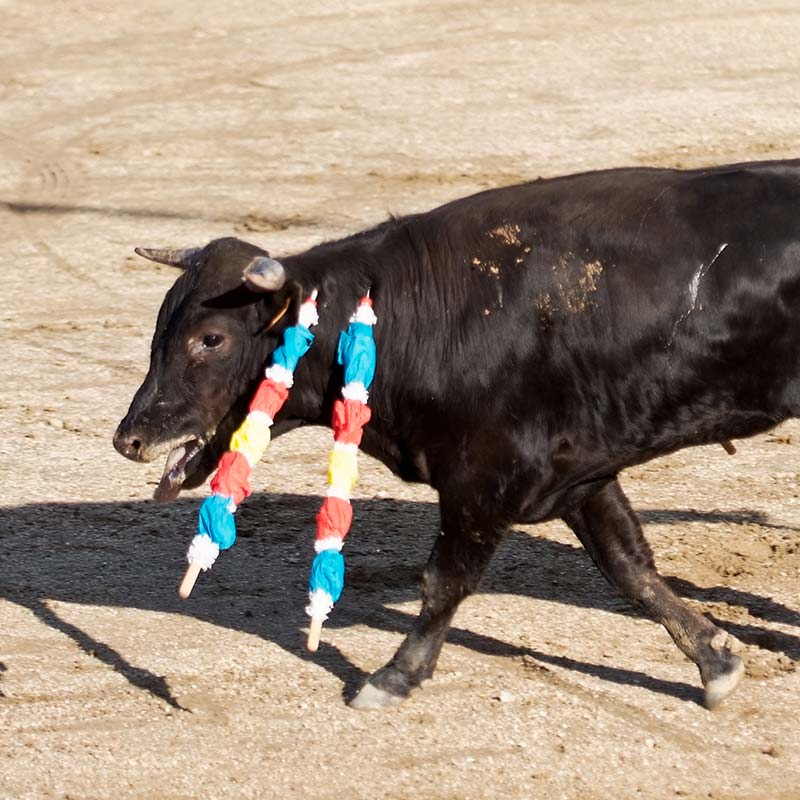 Bullfighting,Sleeve,Mammal,Bull,Dog breed