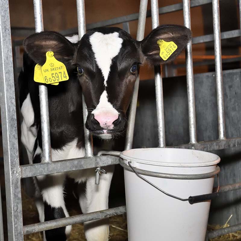 The Truth About Dairy Revealed on Organic Farm