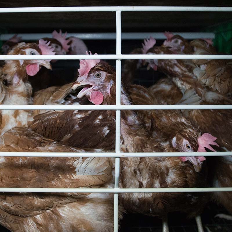 Chickens Suffer in Confinement on Spanish Egg Farms