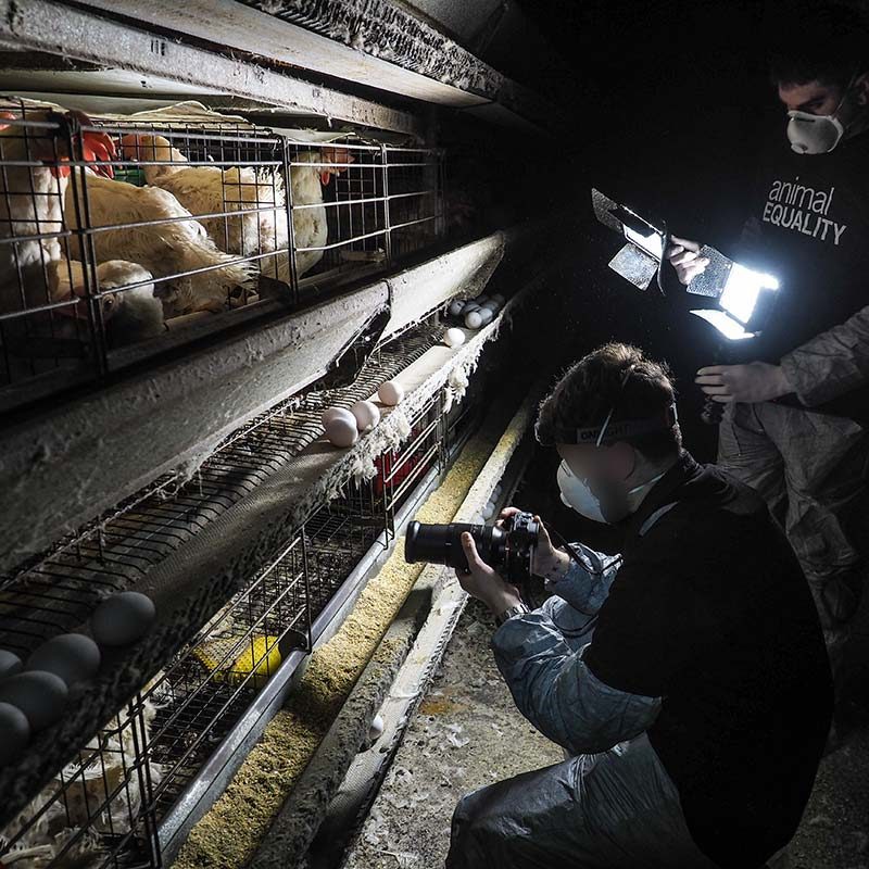 Suffering on Italian Egg Farm Continues