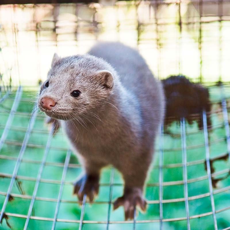 Mink Farms