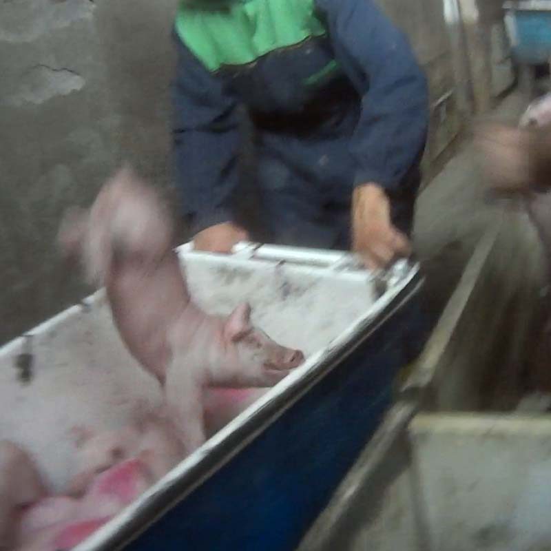 Shocking Images Taken on Italian Pig Farms