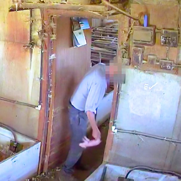 Investigators Uncover Abuse on “Certified” UK Pig Farm
