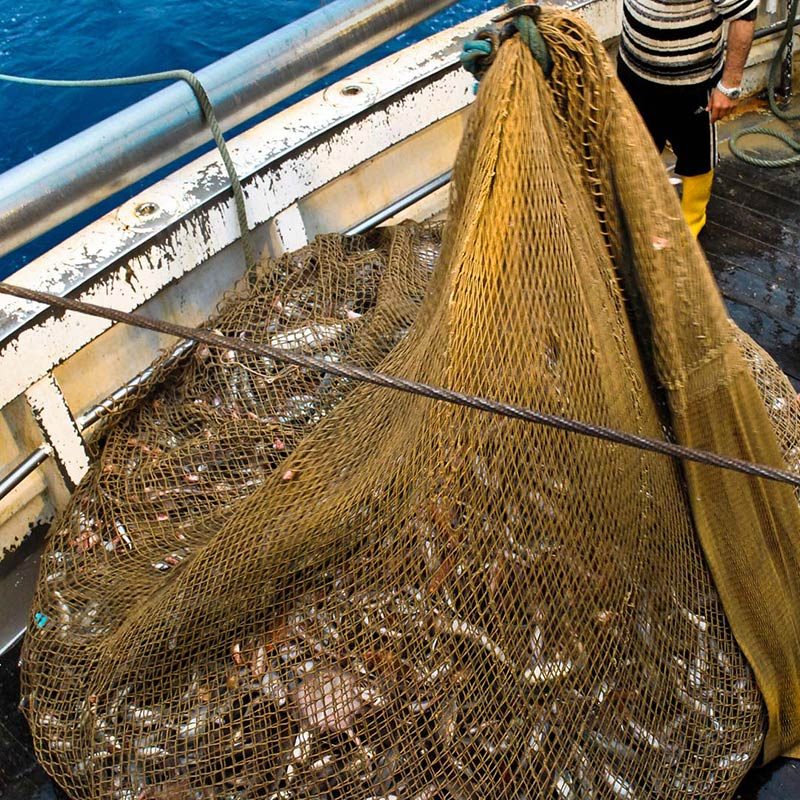 Horrors of Ocean Trawling Exposed