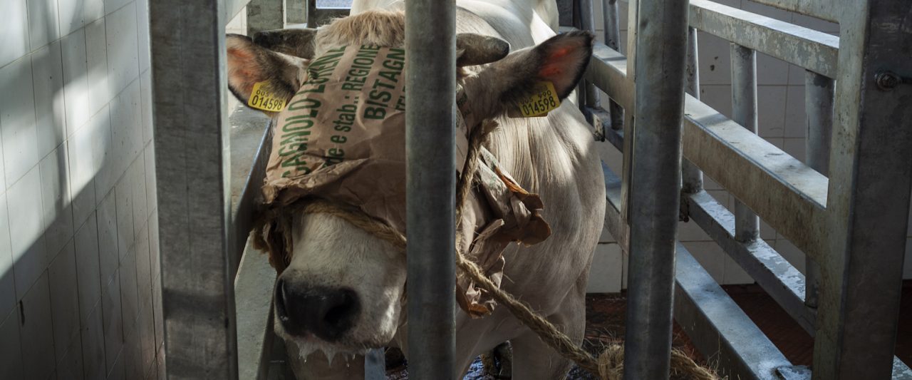 New investigation exposes Italian cow slaughterhouses