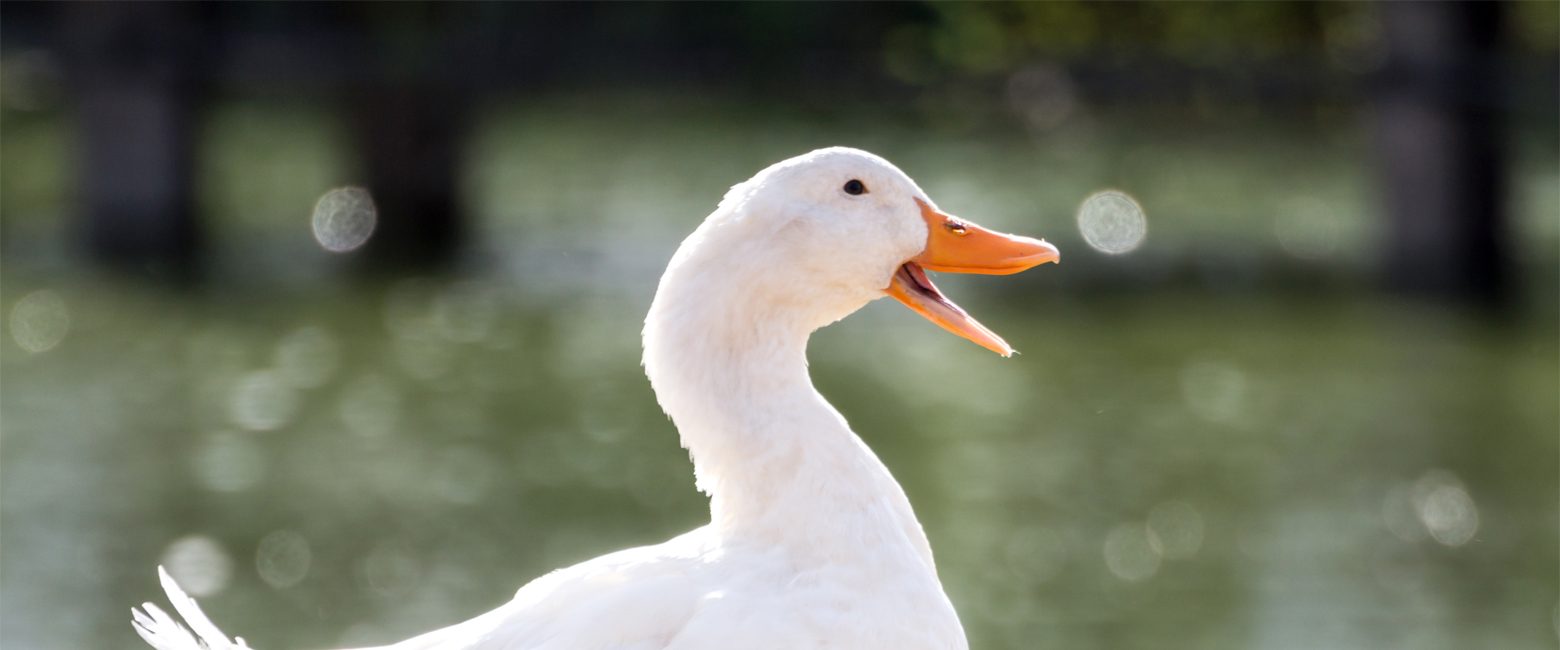 Foie Gras Banned in California Restaurants Animal Equality