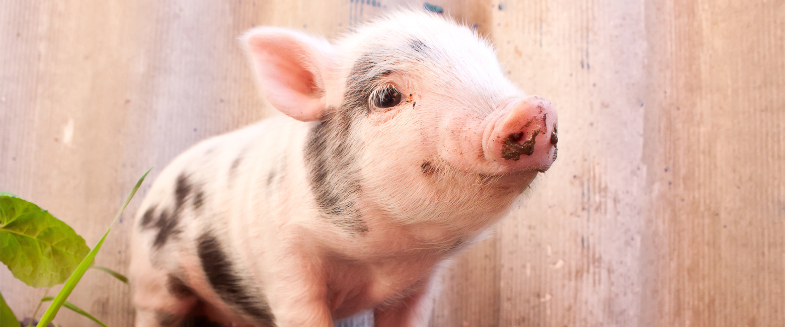 Snout,farmed animal,Domestic pig,Close-up,Grass,Landscape