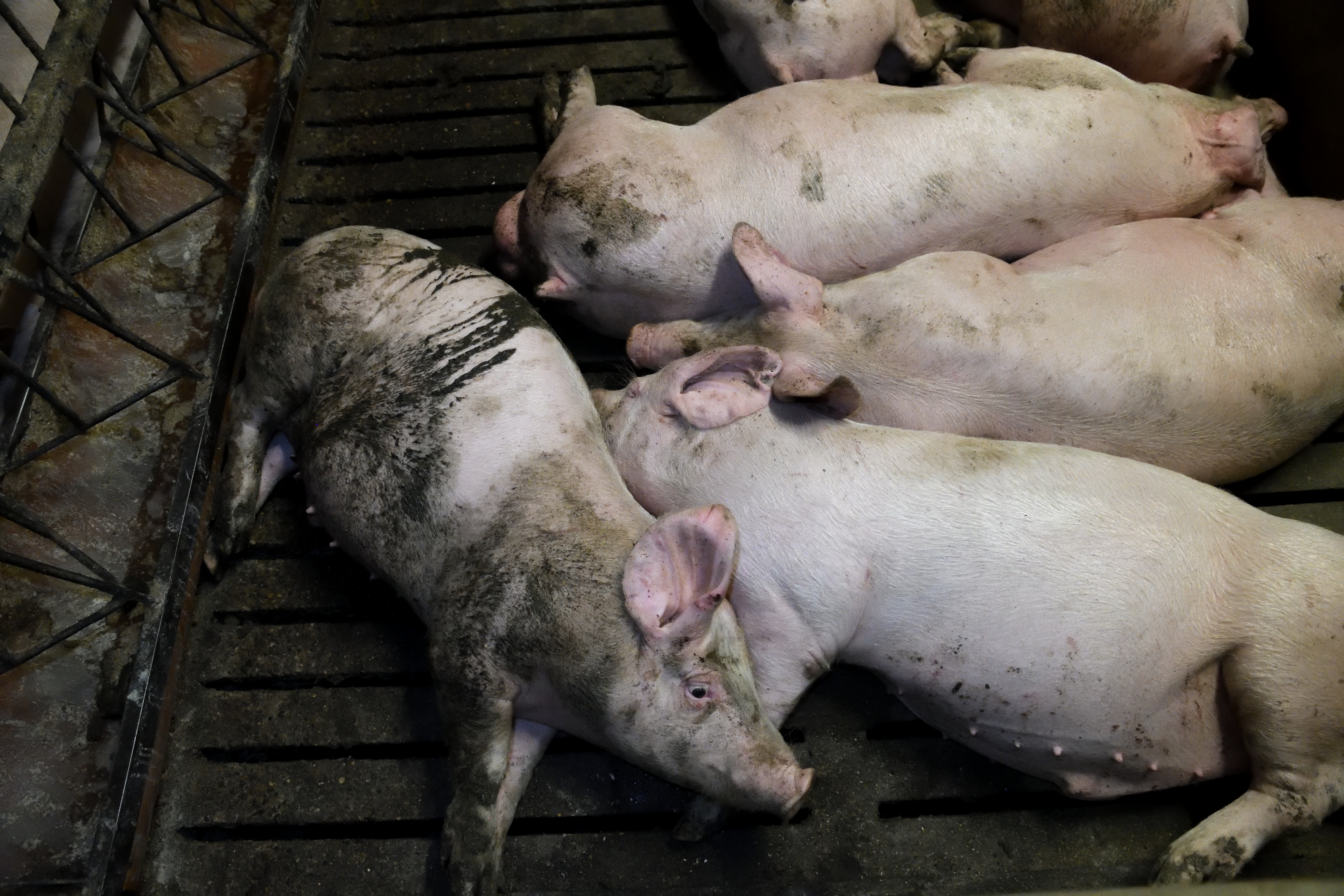 UK_Pig_Farm_2018