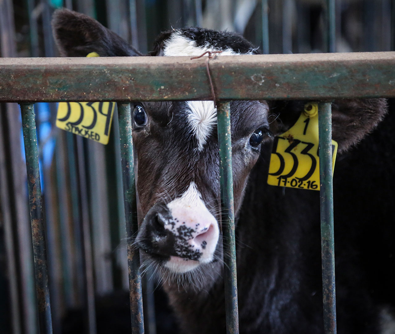 Mammal,Fence,Snout,Dog breed