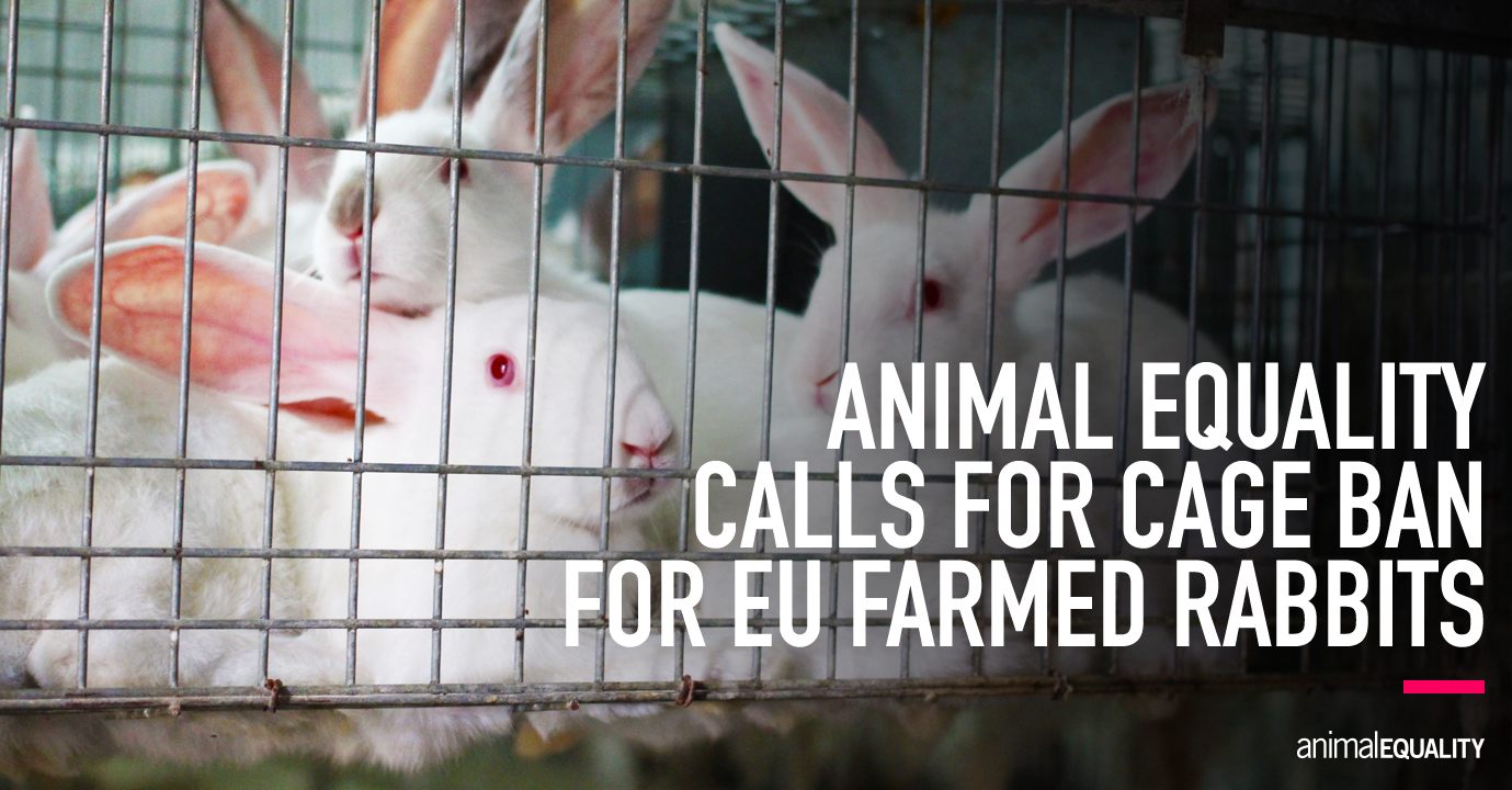 Animal Equality Joins Calling for Cage Ban for Rabbits