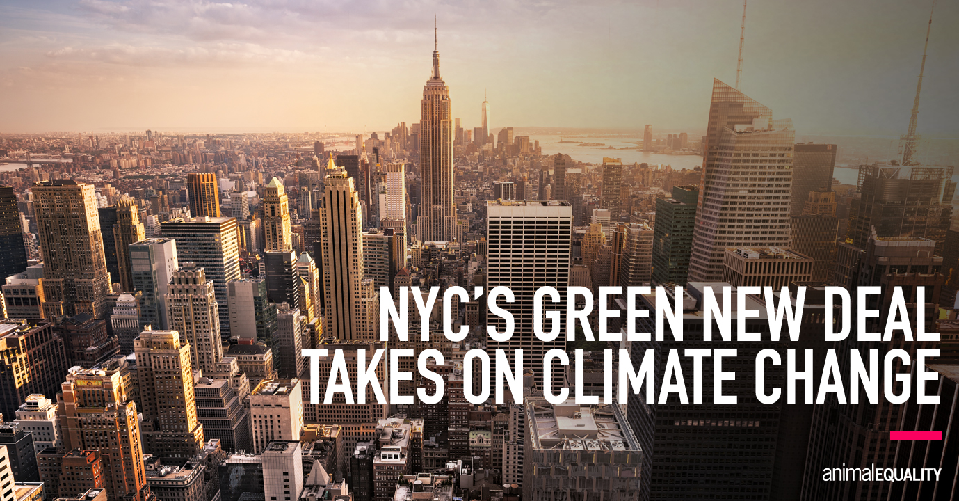 New York City’s Green New Deal Will Combat Climate Change