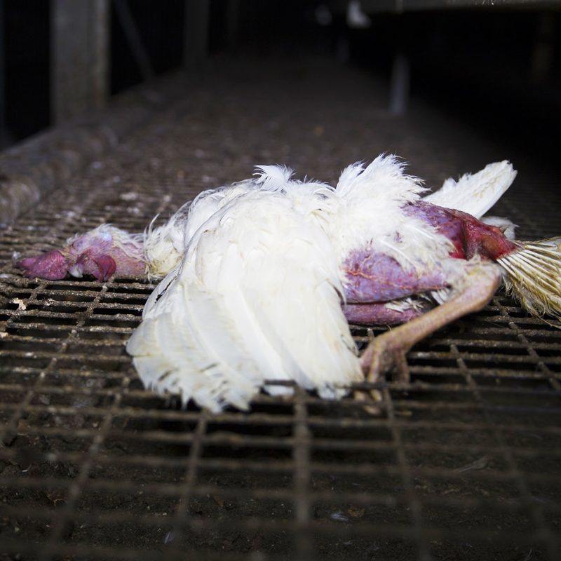 Abuse Found at German Egg Producer