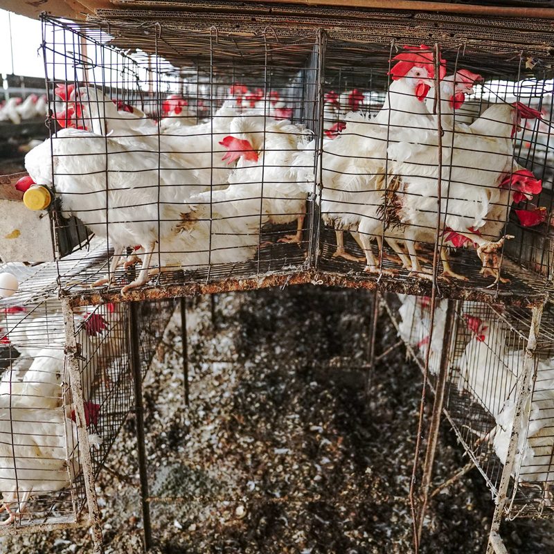 Actor Eugenio Derbez Speaks Out for Hens in Mexico
