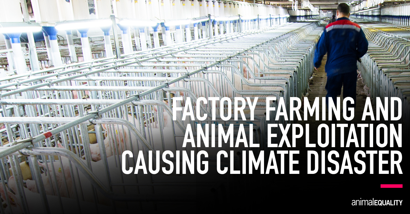 Factory Farming and Animal Exploitation Causing Climate