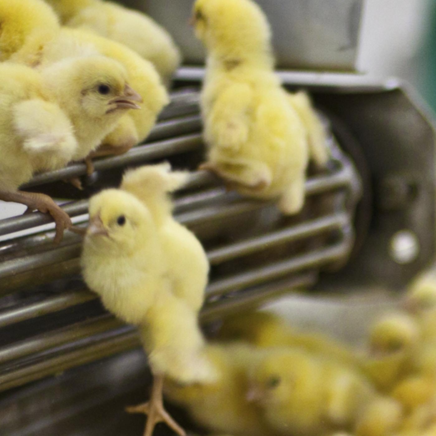 Egg Industry Exposed: Chicks Ground Up, Suffocated Alive