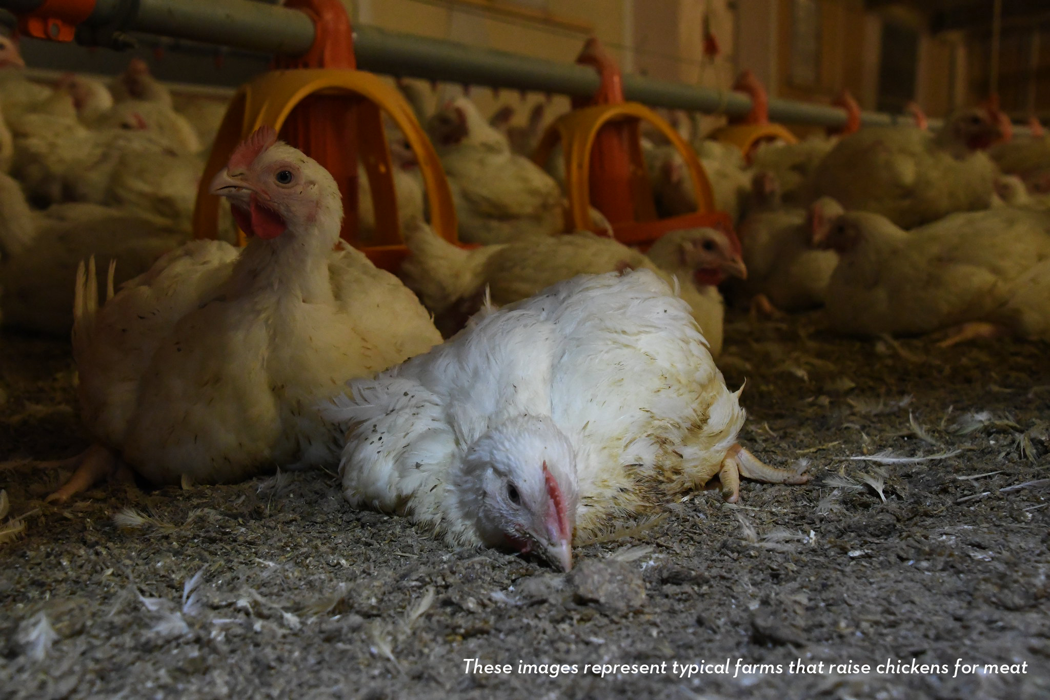 McDonald’s Chicken Cruelty | Animal Equality