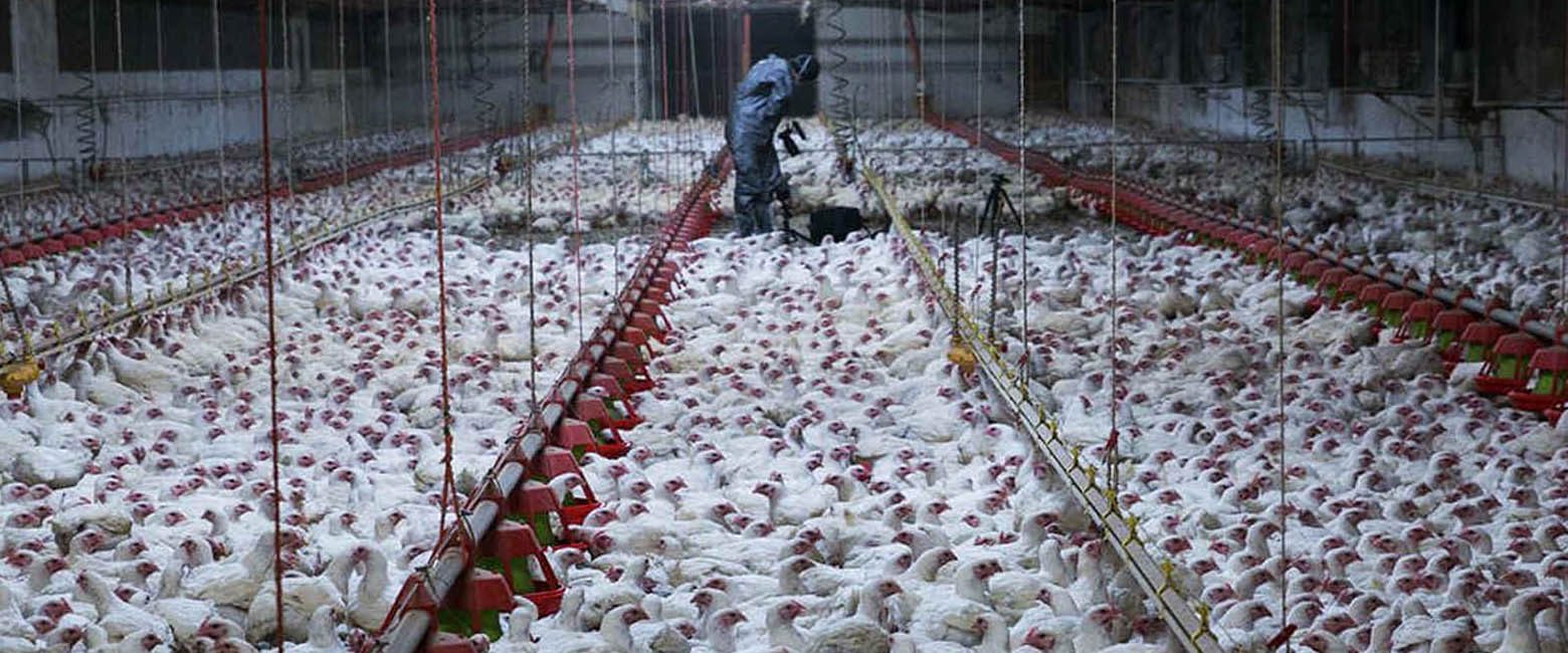 What S Wrong With Mcdonald S Animal Equality International Animal Protection Organization