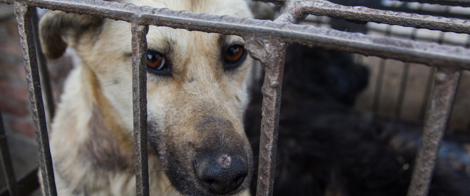 Yulin Dog Meat Festival Begins In China 