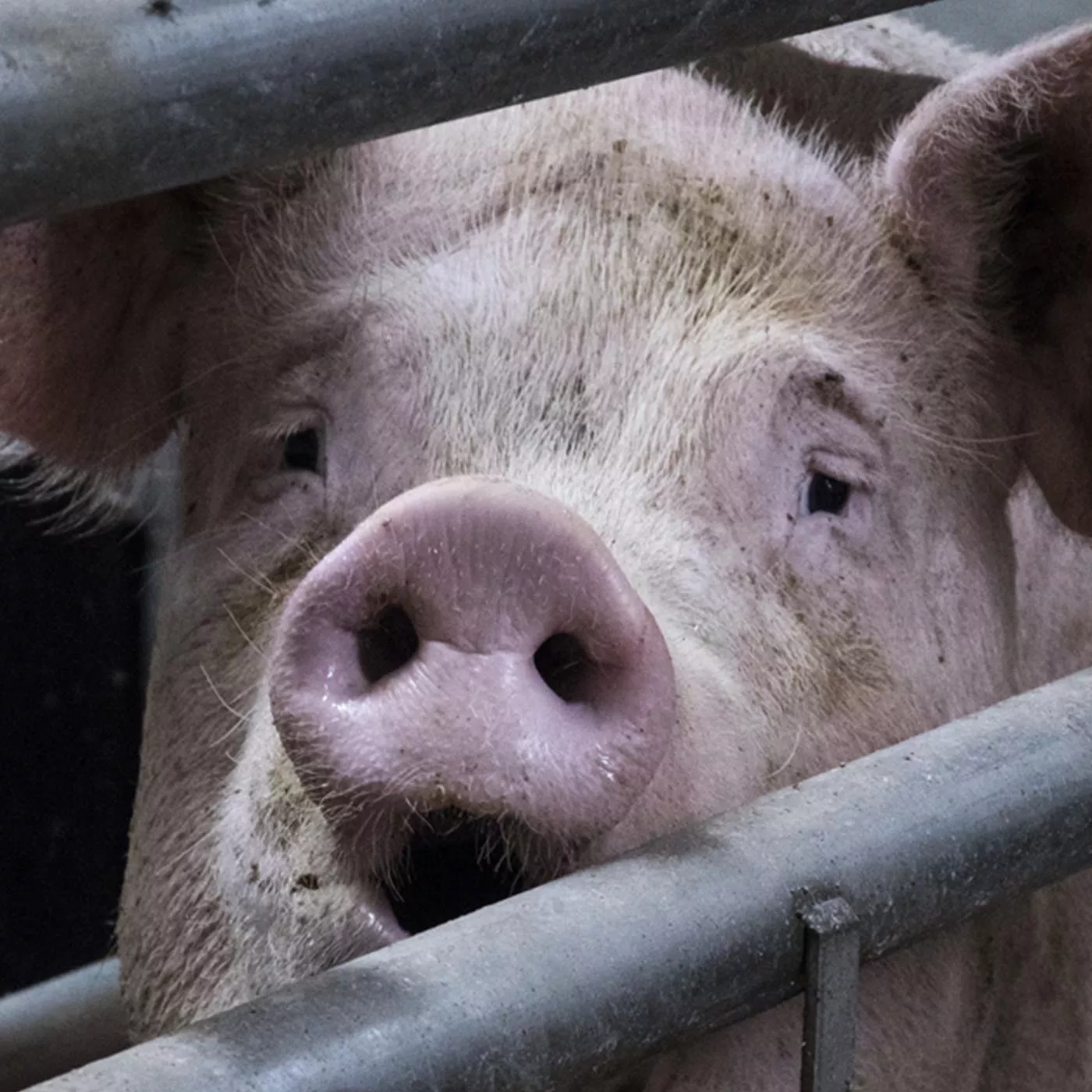 European Union appoints first-ever Commissioner to defend animals