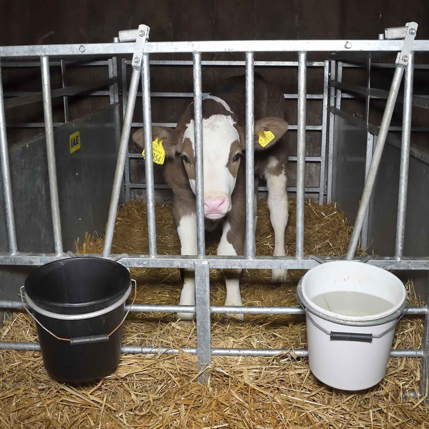 calf in dairy industry