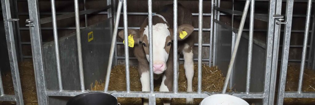 Calves in the dairy industry