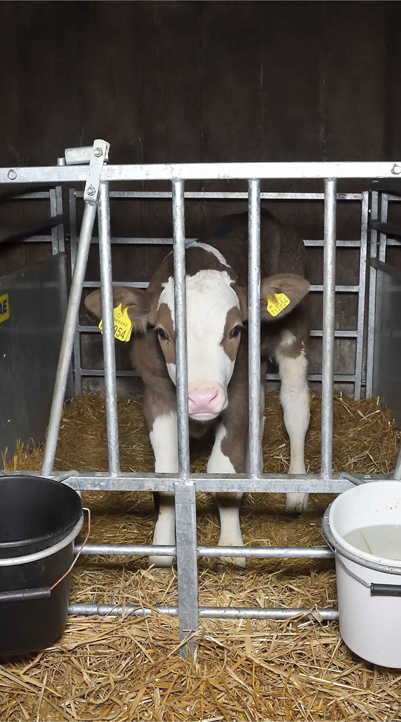 calf in dairy industry