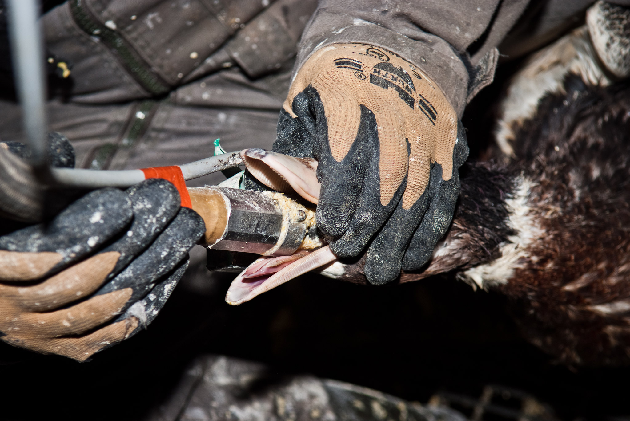 Hand,Glove,Safety glove,Human body,Sleeve,Sports gear