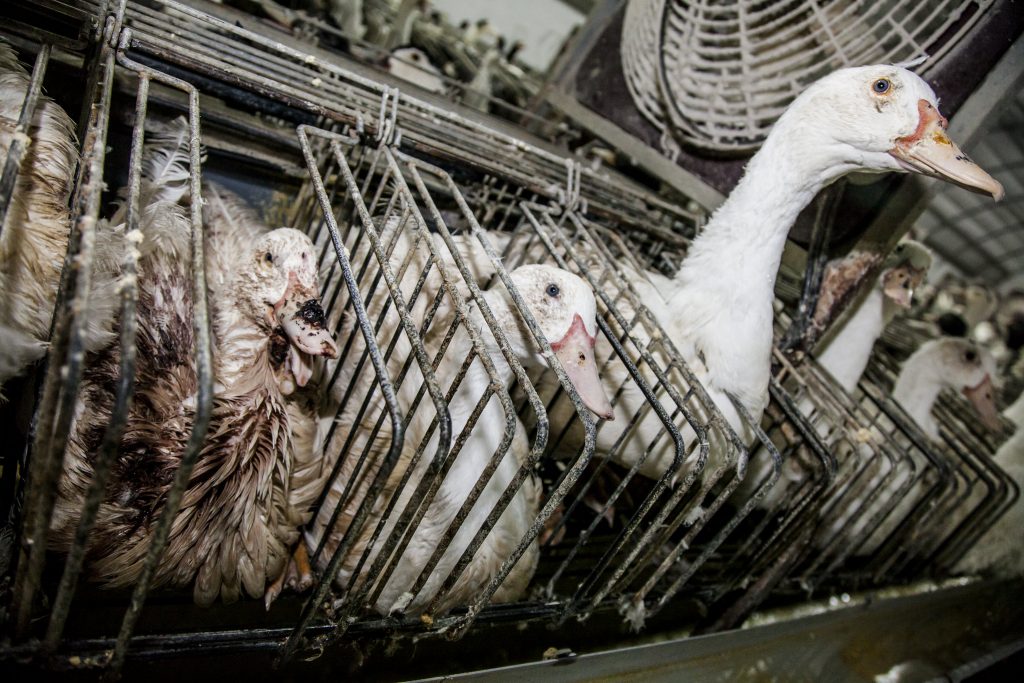 What is Foie Gras? Animal Equality