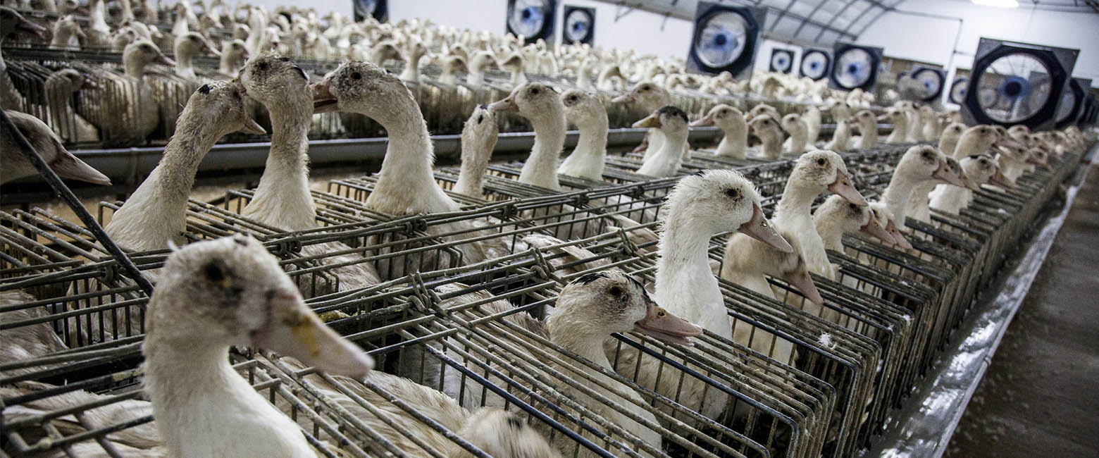 What is Foie Gras? | Animal Equality