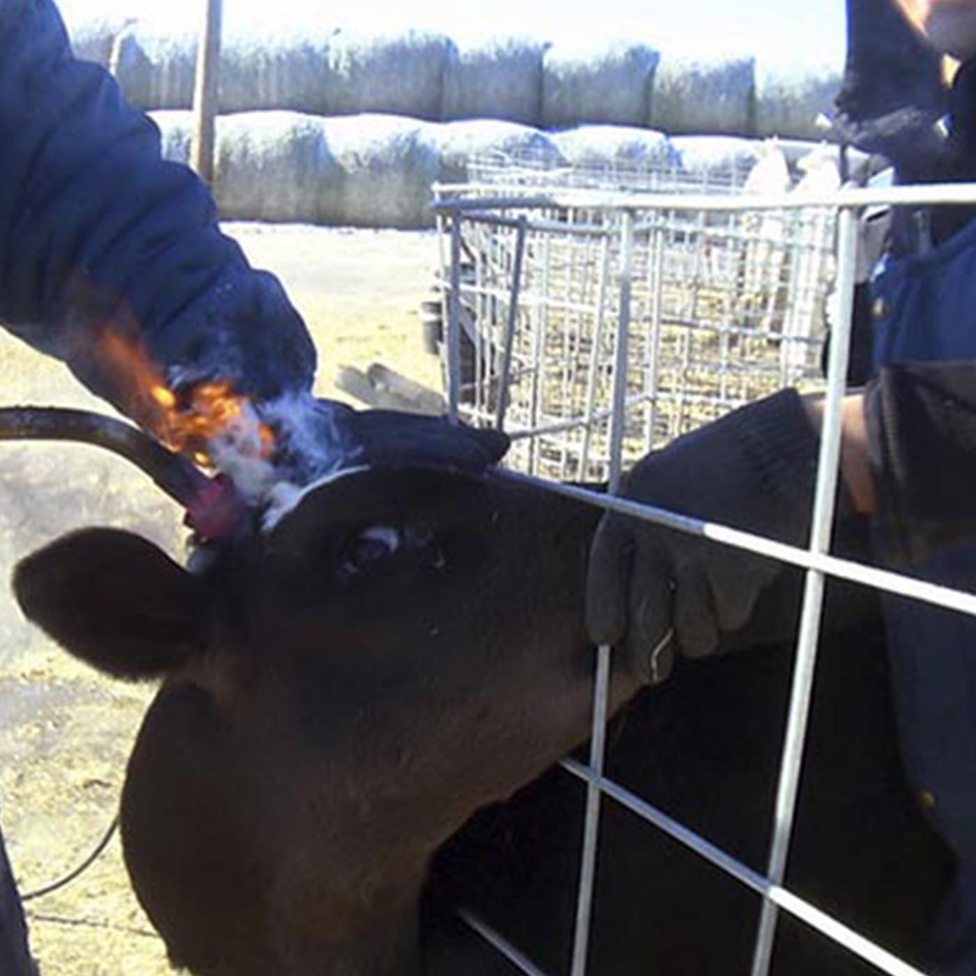 Mammal,Fence,Snout,Landscape,Horn