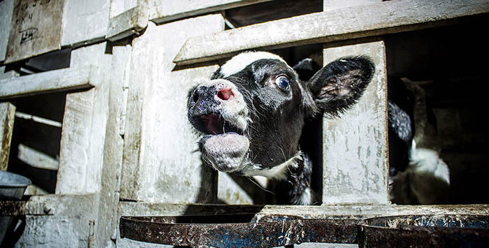 Calf trapped in a wood crate for veal