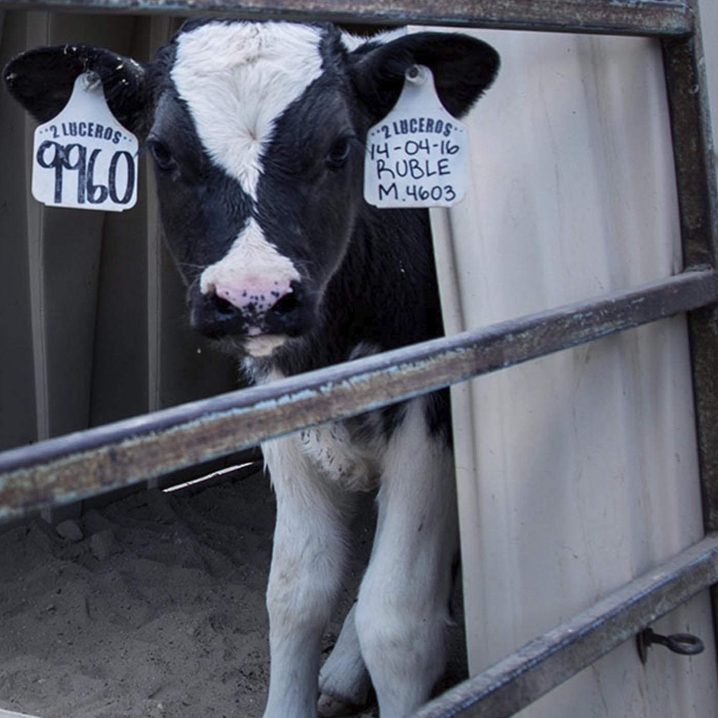 How The Dairy Industry Hurts Cows Animal Equality International Animal Protection Organization