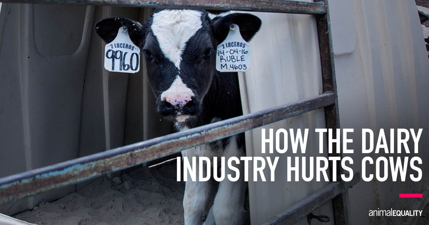 How the Dairy Industry Hurts Cows | Animal Equality
