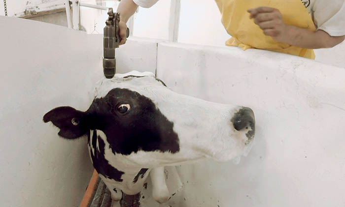 How The Dairy Industry Hurts Cows Animal Equality International Animal Protection Organization